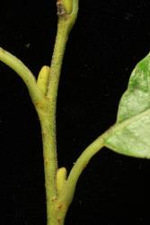 Salix appenina. Leaf petiole and lamina base.
 Image: D. Glenny © Landcare Research 2020 CC BY 4.0
